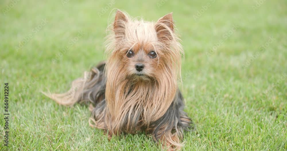 lovely small Yorkshire terrier doggy laying down on green grass outdoor in backyard and looking to side lovely small Yorkshire terrier doggy laying down on green grass outdoor in backyard and looking to side