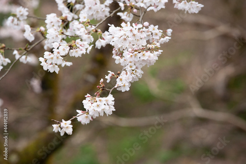 ソメイヨシノ　桜 © yogonobu