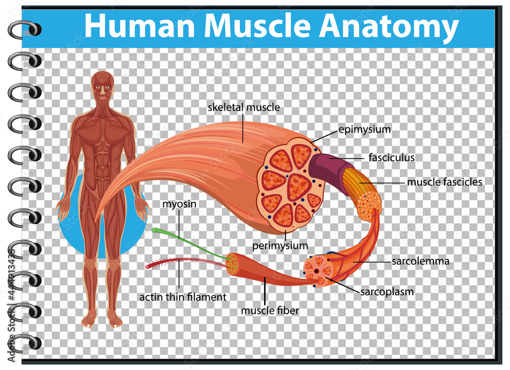 Human muscle anatomy with body anatomy Stock Vector Biology Diagrams