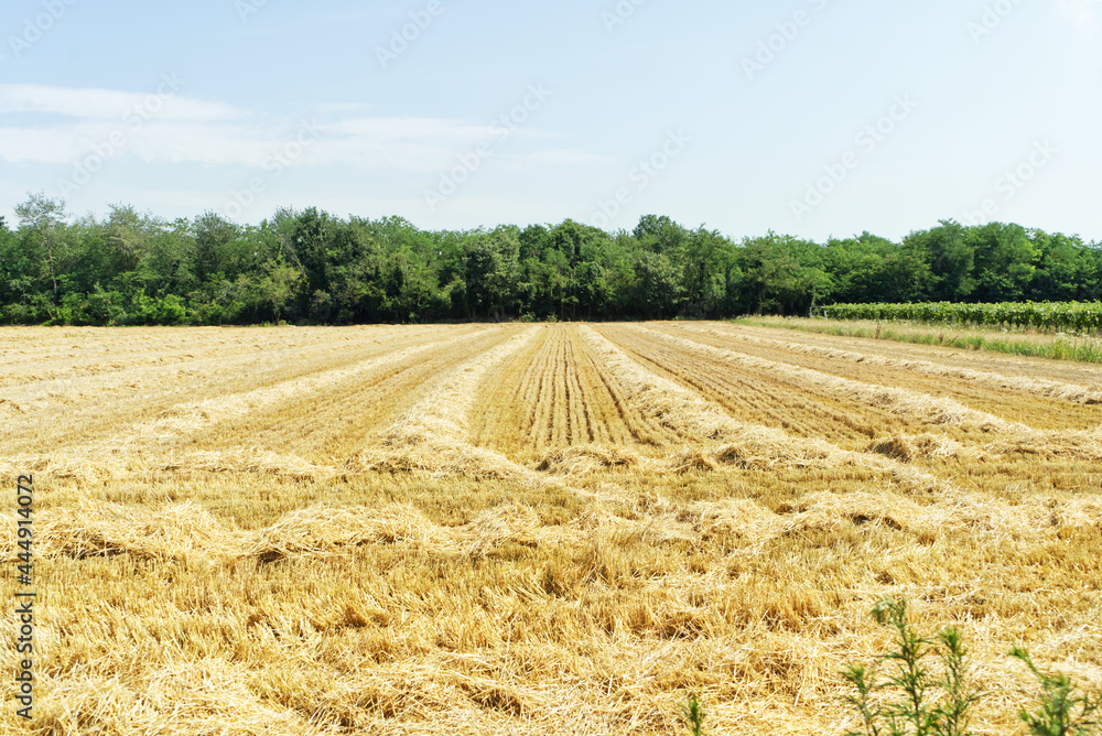 Fototapeta premium Campo mietuto nella pianura italiana