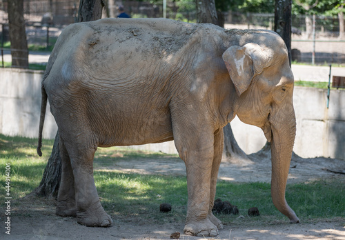 a close-up with an elephant