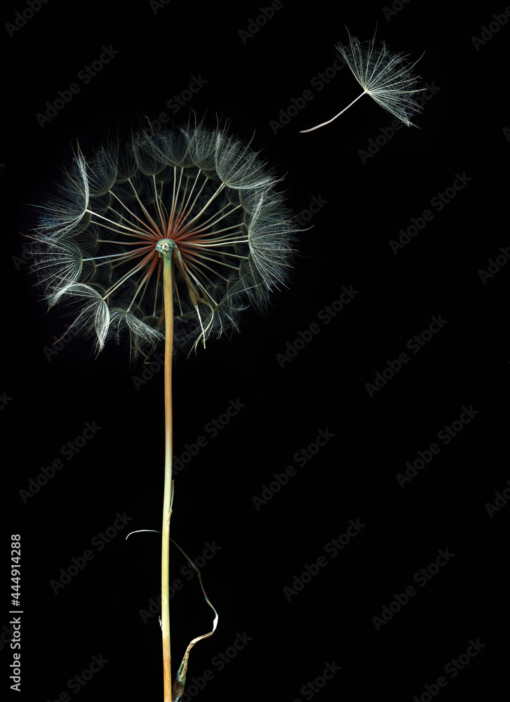Dandelion spreading its seed in the blowing wind on black background Dandelion spreading its seed in the blowing wind on black background