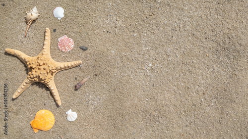 Seashells and sea star on a sand. Text space, top view