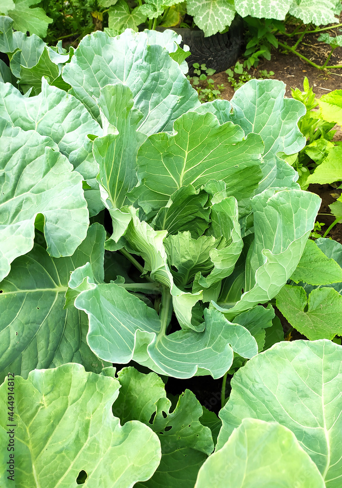 Beds with young cabbage. The ovary of cabbage. Vegetables grow in the garden. Young green cabbage on the garden bed in the summer. Green leaves. Harvesting, ripening of fruit crops Beds with young cabbage. The ovary of cabbage. Vegetables grow in the garden. Young green cabbage on the garden bed in the summer. Green leaves. Harvesting, ripening of fruit crops