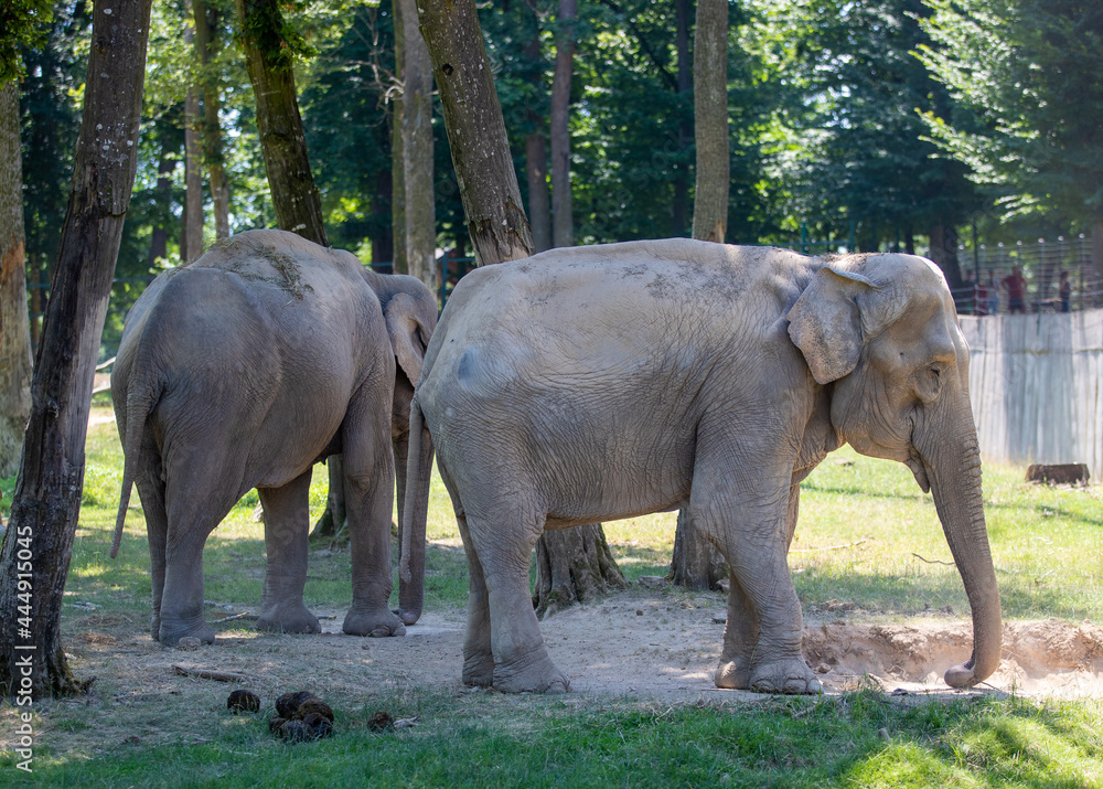 two elephants at the zoo
