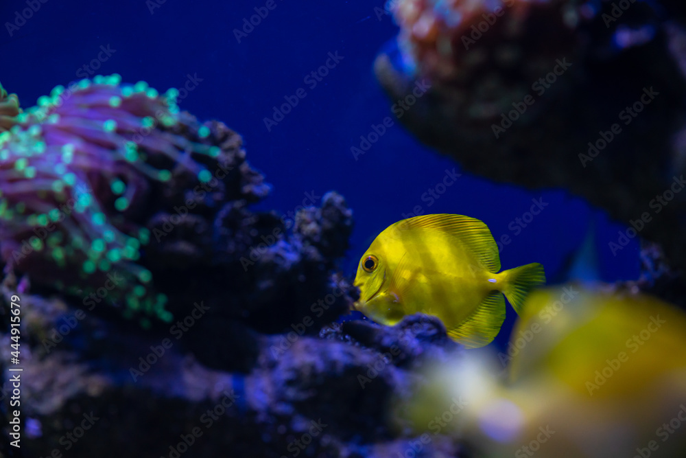 Obraz premium Aquarium sea yellow angel fish in anemonas wild life
