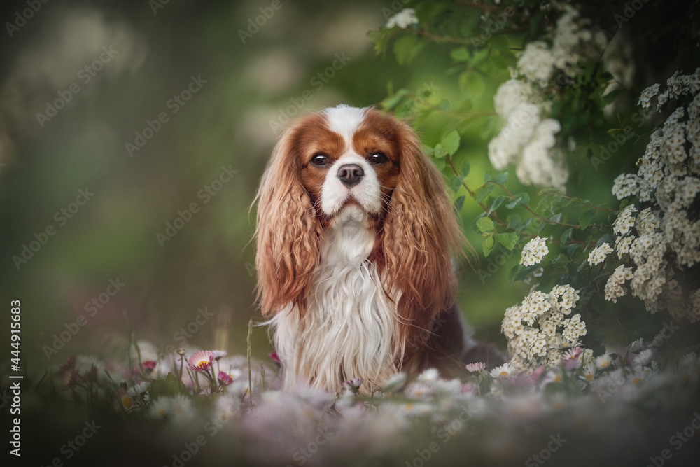 Serious Cavalier King Charles Spaniel sitting among white and pink wildflowers against the backdrop of a summer landscape and looking directly at the camera