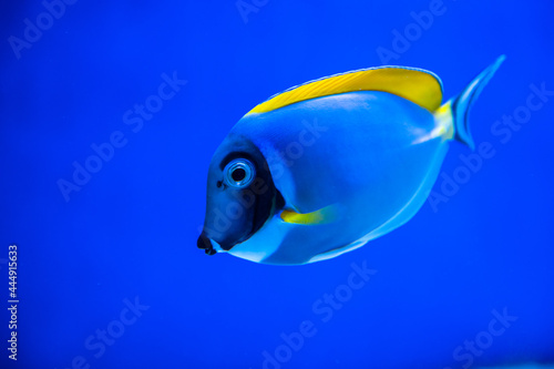 Emperor angelfish in blue water sea coral reef aquarium nature fish wild