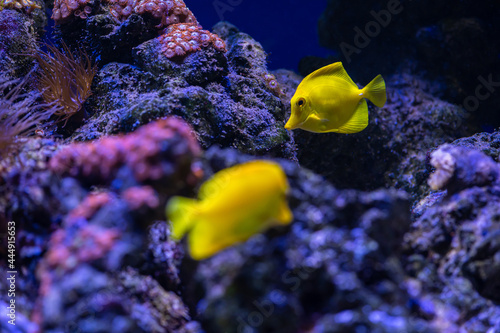 Aquarium sea yellow angel fish in anemonas wild life