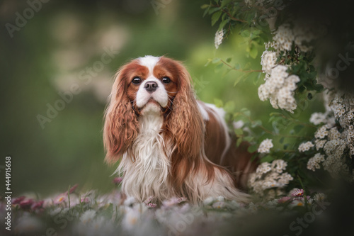 Serious Cavalier King Charles Spaniel sitting among white and pink wildflowers against the backdrop of a summer landscape and looking directly at the camera