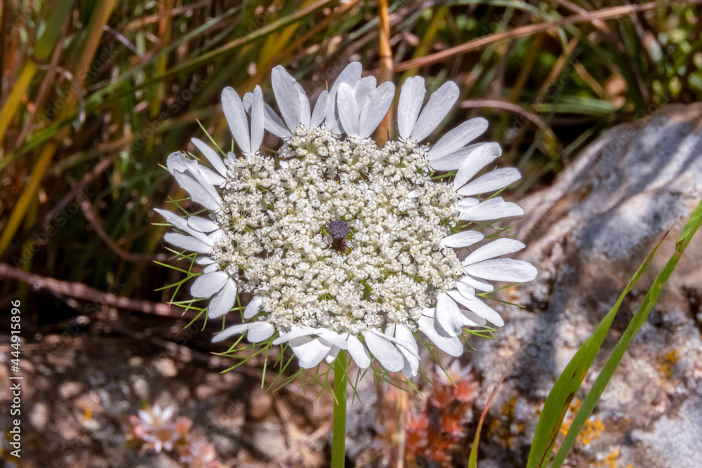 Queen Anne's lace which grows wild throughout the countryside in Israel
Queen Anne's lace which grows wild throughout the countryside in Israel