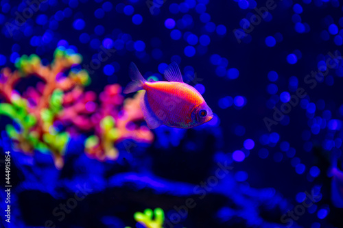 Nice neon glowfish in freshwater tank nature water color painted aquarium