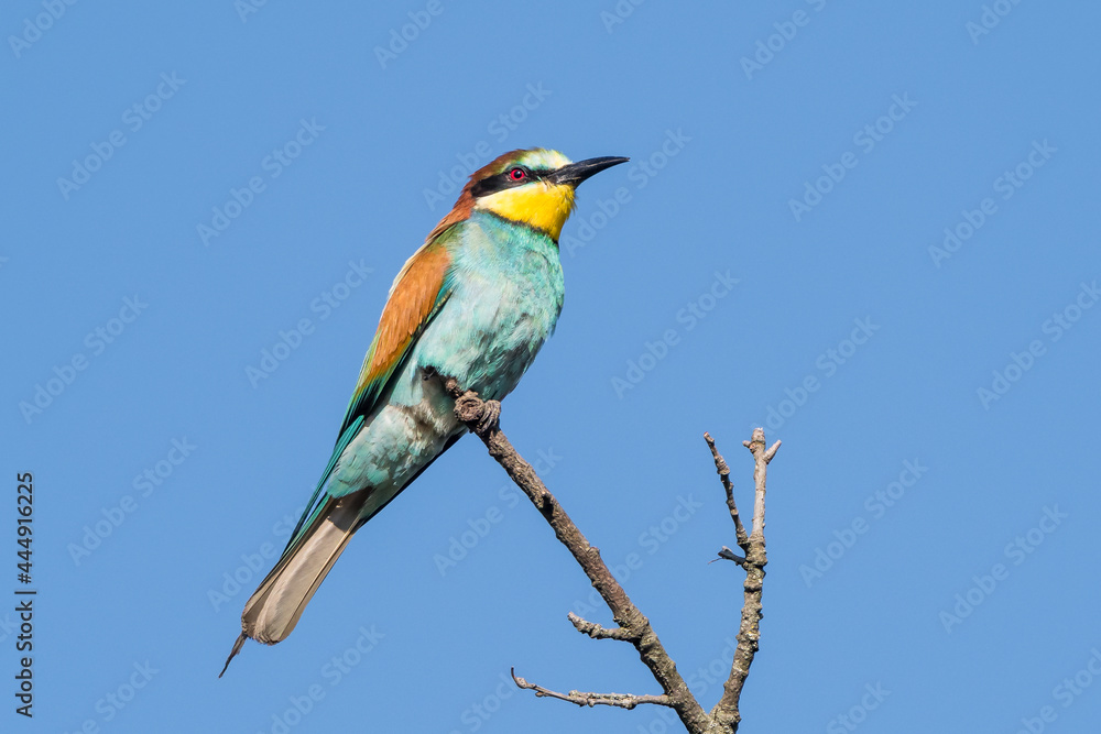 European bee eater perched on a branch with an insect in the beak, South of France European bee eater perched on a branch with an insect in the beak, South of France