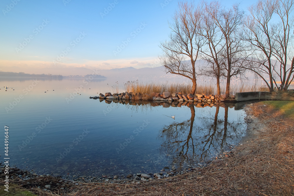 Alberi spogli sulle rive del lago, riflessi nell'acqua Alberi spogli sulle rive del lago, riflessi nell'acqua