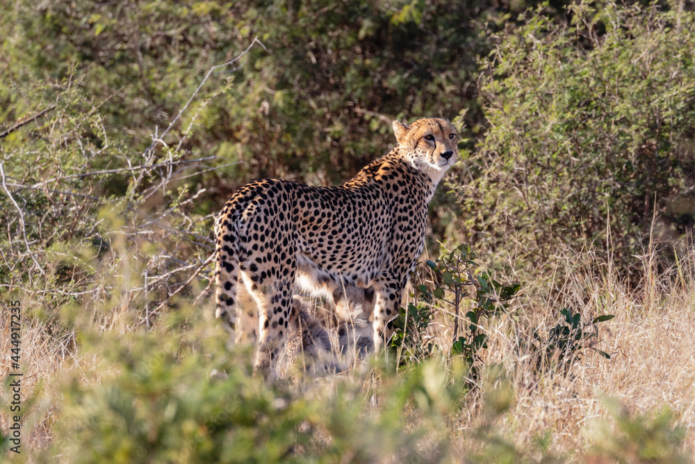 Cheetah standing in a bush environment Cheetah standing in a bush environment