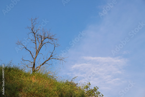 Photos Albero spoglio e solitario su una rupe