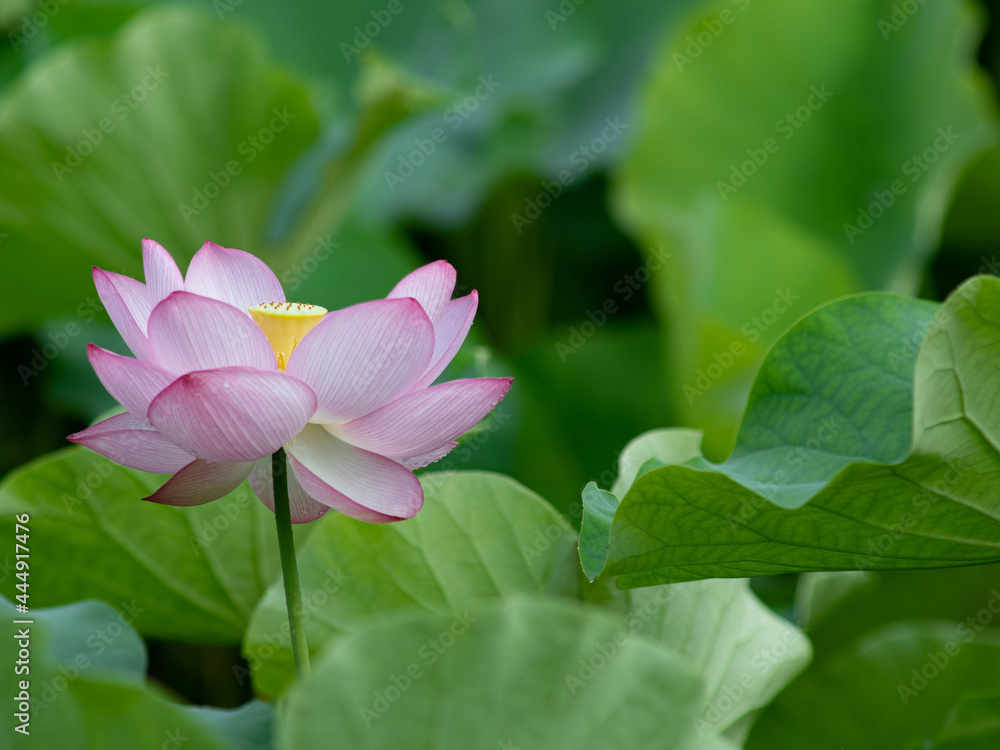 美しく咲いた蓮の花　7月