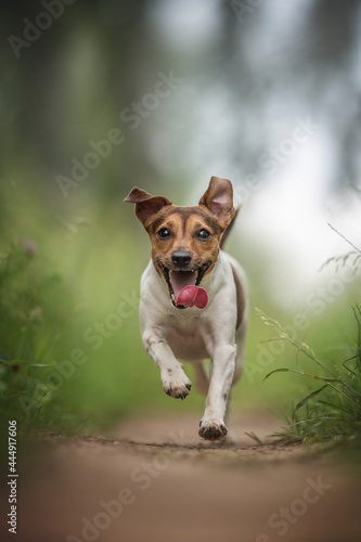 Funny jack russell terrier with his tongue hanging out running along the path among the field against the background of a lush summer landscape