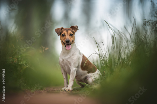 Fototapeta Naklejka Na Ścianę i Meble -  Funny jack russell terrier with his tongue hanging out sitting on a sandy path among green thickets against a background of lush summer landscape