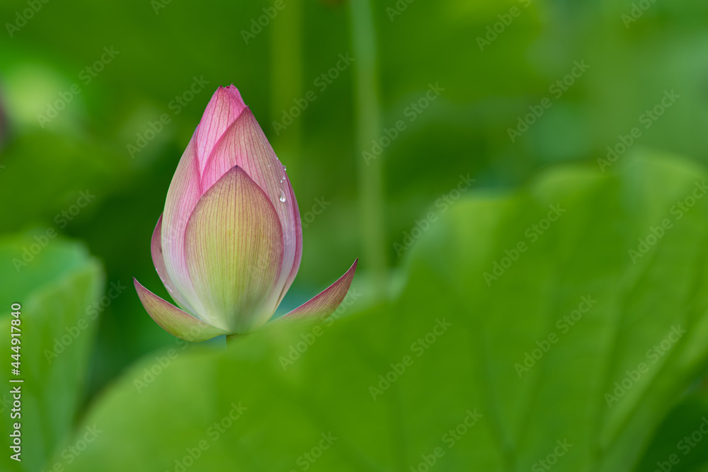 Fototapeta premium 蓮の花のつぼみ 7月