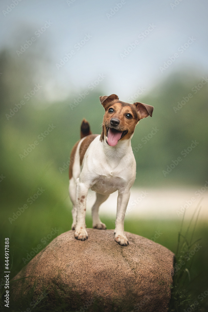 Funny jack russell terrier with his tongue hanging out standing on the rock against the backdrop of lush summer landscape Funny jack russell terrier with his tongue hanging out standing on the rock against the backdrop of lush summer landscape