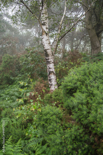 Moring excersise at Hindhead photo