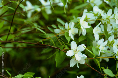 White jasmine flowers on a branch. Natural background 