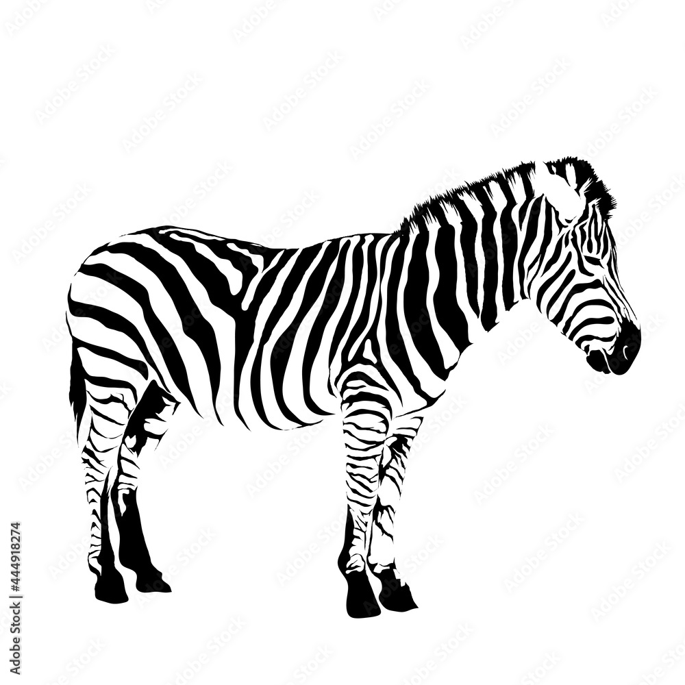 Fototapeta premium シマウマ