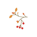 Rowan branch with bunches of berries and yellowed leaves on a white background