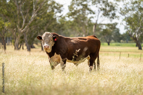 Canvas Print Stud Hereford bull standing on long grass in Australia.