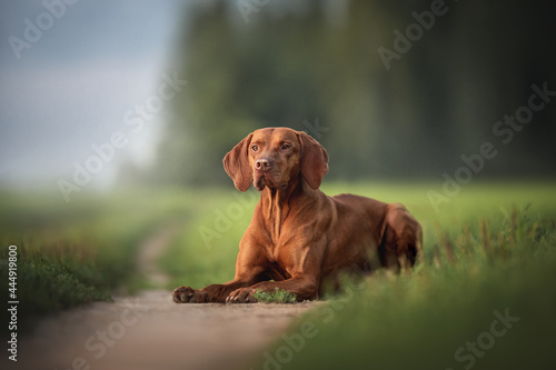 Hungarian vizsla lying on a path against the background of a forest at sunset