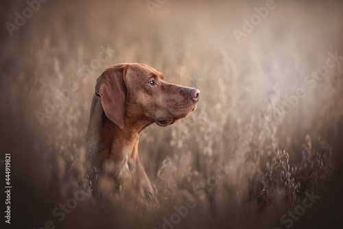 Hungarian vizsla looking into the distance in a field of oats at sunset