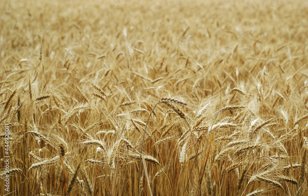 Golden ears of wheat in the field Golden ears of wheat in the field