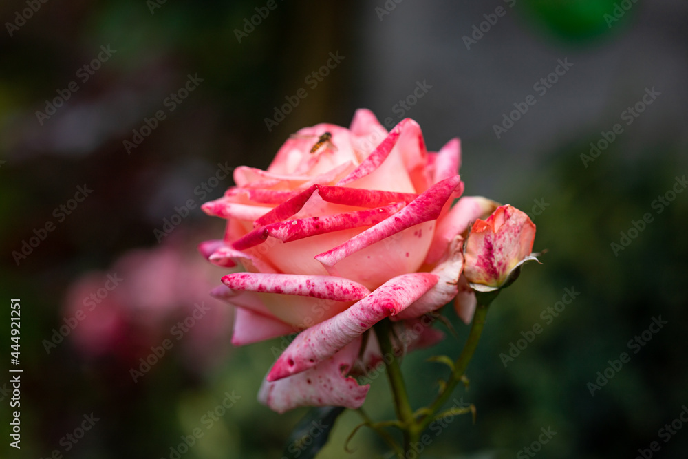 Kwiat róży w domowym ogrodzie.  - obrazy, fototapety, plakaty 