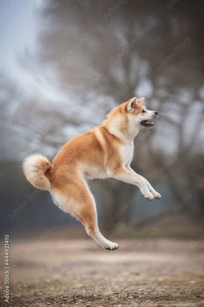 Female Akita inu jumping on the background of a sandy beach and winter blue sky Female Akita inu jumping on the background of a sandy beach and winter blue sky