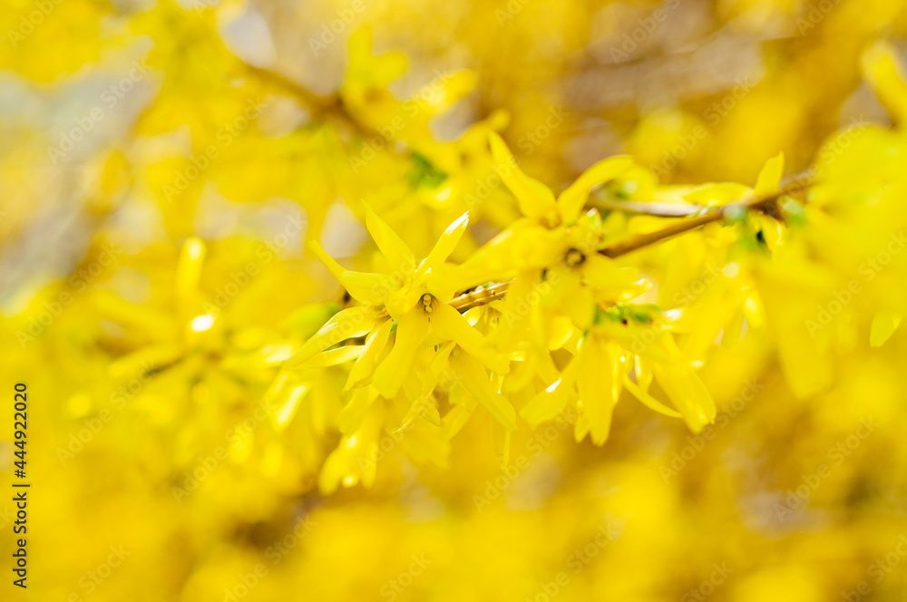 Blooming forsythia in the garden. Blooming forsythia in the garden.