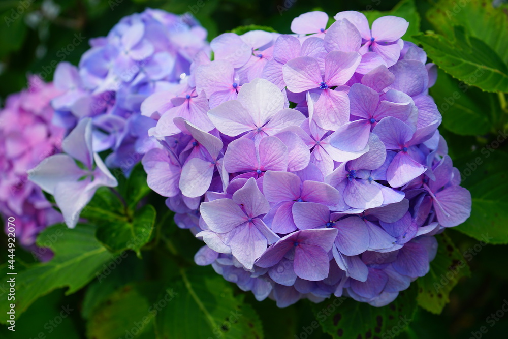 Purple Hydrangea flower on blurred background - 紫色 紫陽花 花 Purple Hydrangea flower on blurred background - 紫色 紫陽花 花
