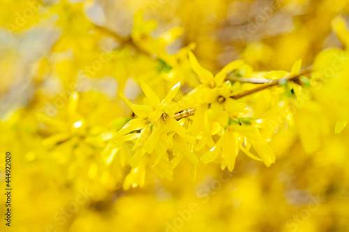 Blooming forsythia in the garden.