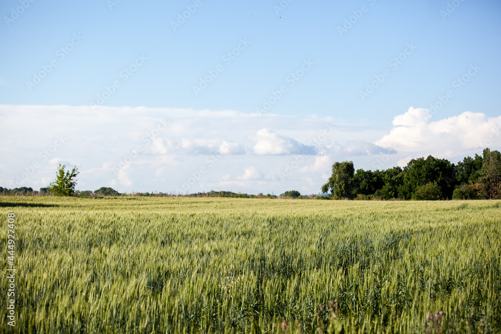 summer green wheat field on a sunny day, a road in a field, a background of ears