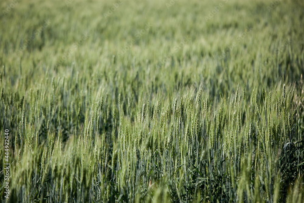 summer green wheat field, background of ears summer green wheat field, background of ears