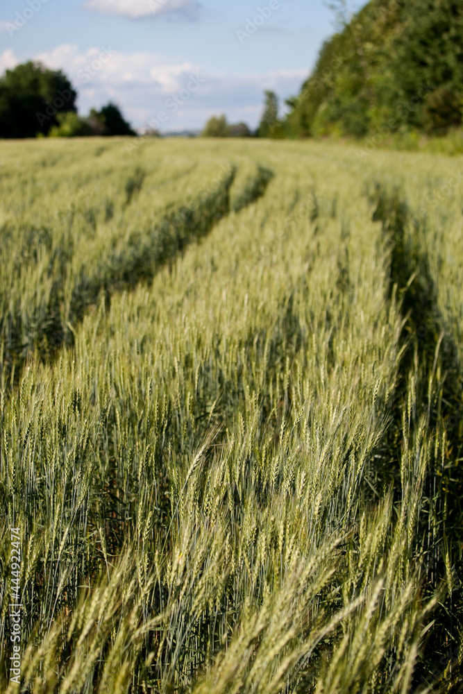 summer green wheat field on a sunny day, a road in a field, a background of ears summer green wheat field on a sunny day, a road in a field, a background of ears