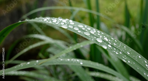Fotografie Raindrops on the leaf of an iris at the side of a little brook