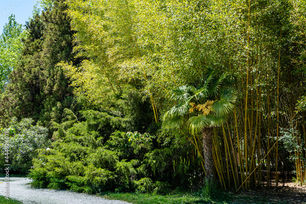 Obraz premium 'Aureocaulis' in Southern Cultures Ader Arboretum. In foreground is flowering blooming Chinese windmill palm (Trachycarpus fortunei).