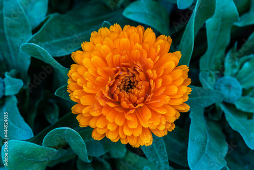 Close-up of beautiful yellow flower
