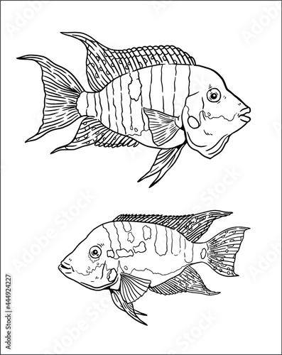 Aquarium with Firemouth cichlid for coloring. Colorful fish vector drawing. Coloring book for children and adults. photo