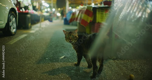 Street Cat at the TTDI Night Market in Kuala Lumpur, Malaysia 