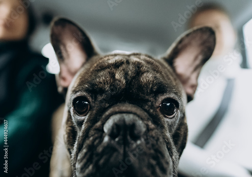 Close-up of the face of a French bulldog in a car.Ready for travel or the vet.Pets.World pet day.The concept of adopting a pet from a shelter © Elena
