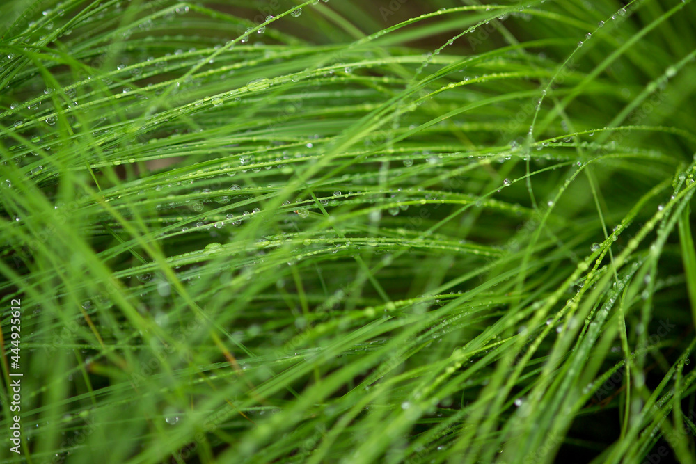 dew drops on grass dew drops on grass