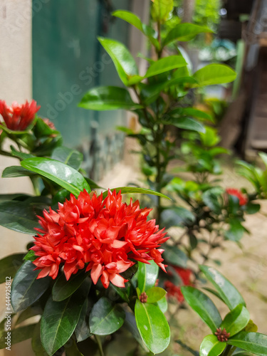 Fototapeta Naklejka Na Ścianę i Meble -  Red flower 