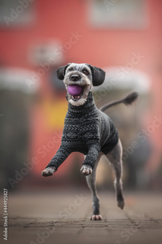 A funny mixed breed dog in grooming playing with a purple ball on the background of the city landscape